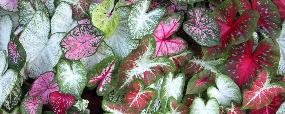 brent-becky-growing-bulbs-warm-zones-caladium-leaves