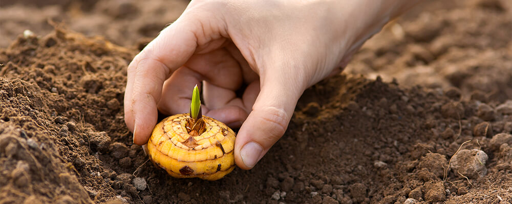 brent-becky-growing-bulbs-warm-zones-gladiolus-bulb-in-soil