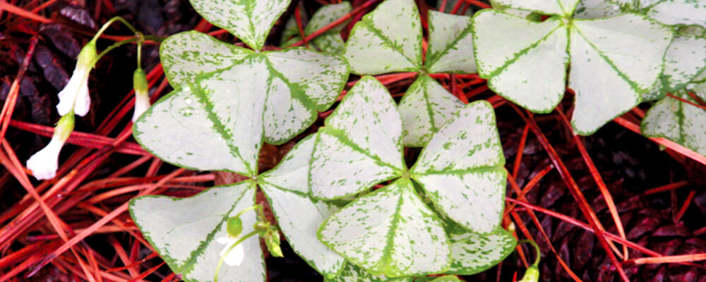 brent-becky-growing-bulbs-warm-zones-oxalis-irish-mist
