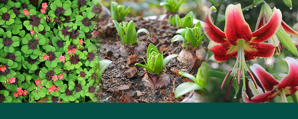 brent-becky-growing-bulbs-warm-zones-oxalis-lily-bulbs