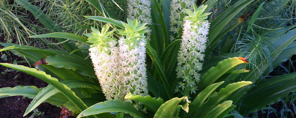 brent-becky-growing-bulbs-warm-zones-pineapple-lily