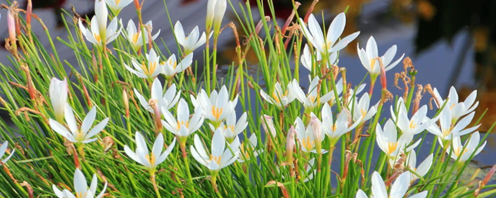 brent-becky-growing-bulbs-warm-zones-zephyranthes-candida