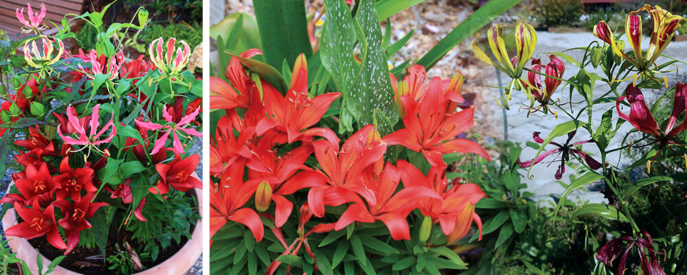 brent-becky-summer-flowering-combos-potted-perfection-lilium