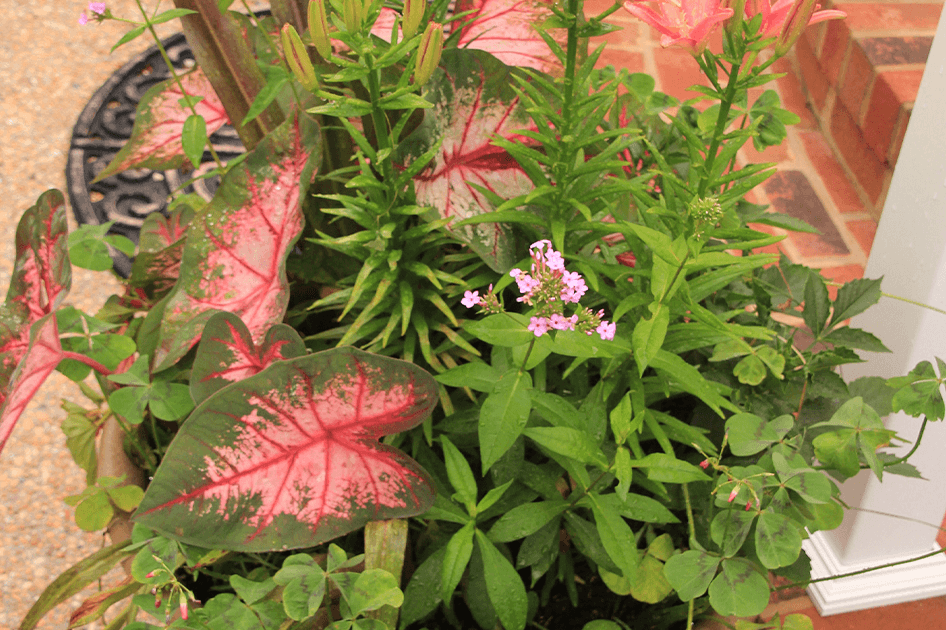 bulb container started indoors brent and beckys