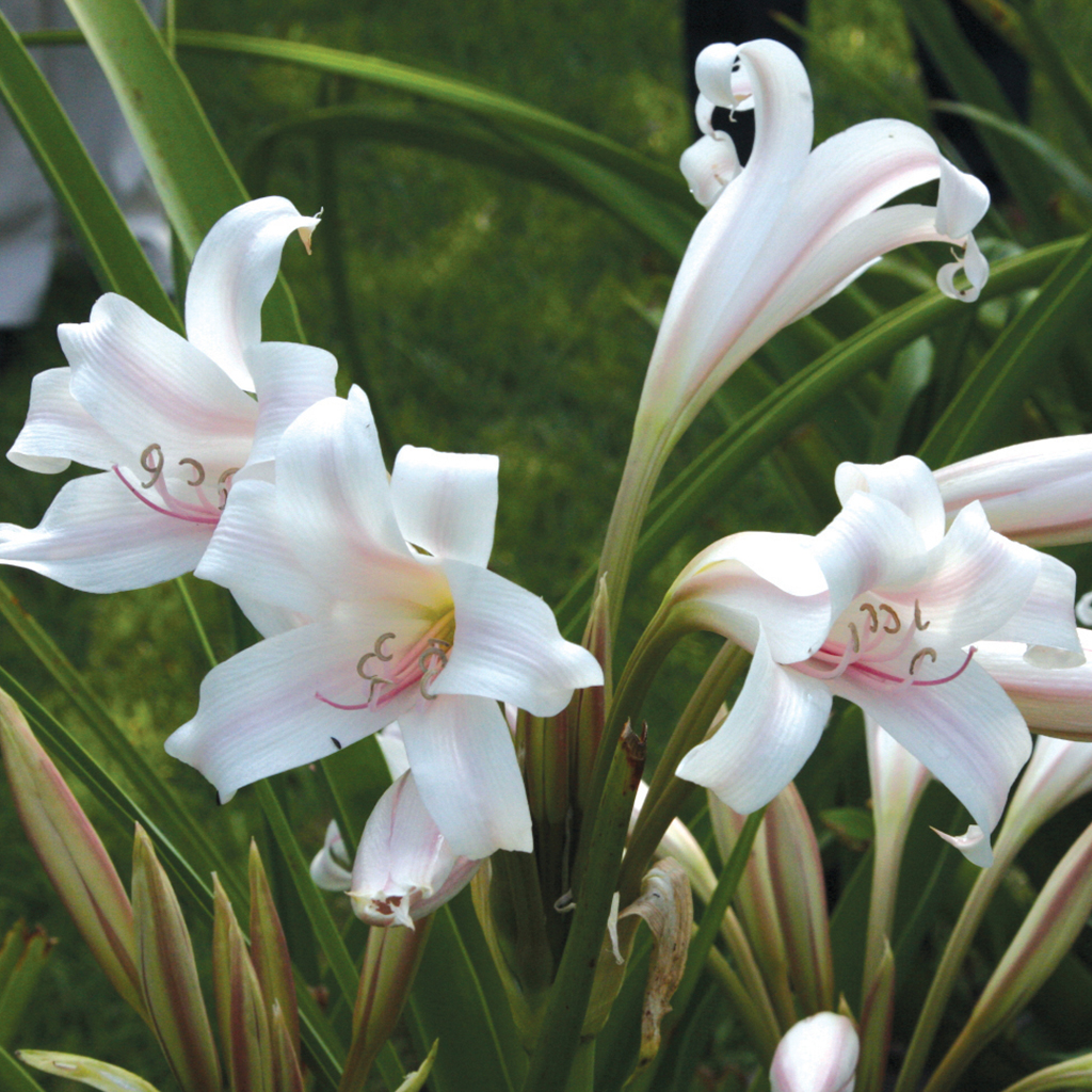 crinum-jubilee