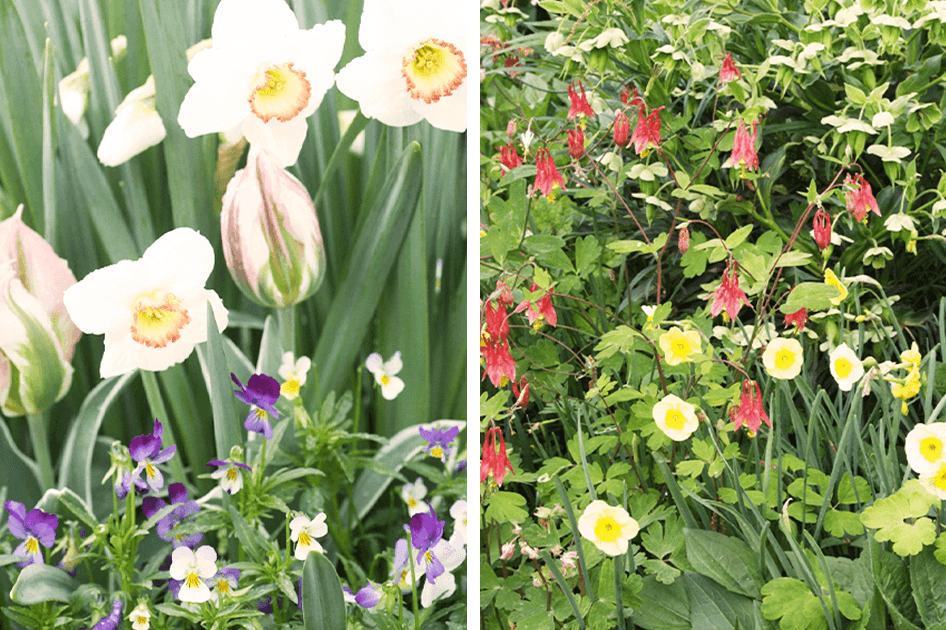 -daffodil companions garden brent and beckys