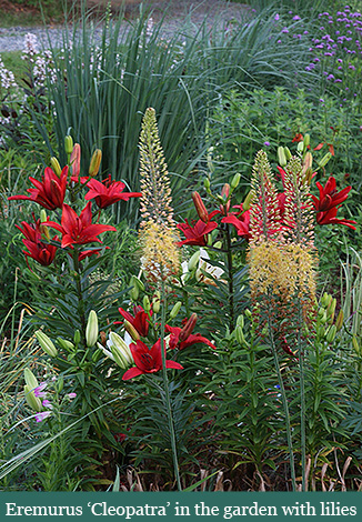 -eremurus cleopatra brent and beckys virginia