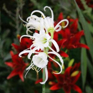Hymenocallis
