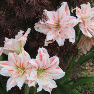 Hippeastrum