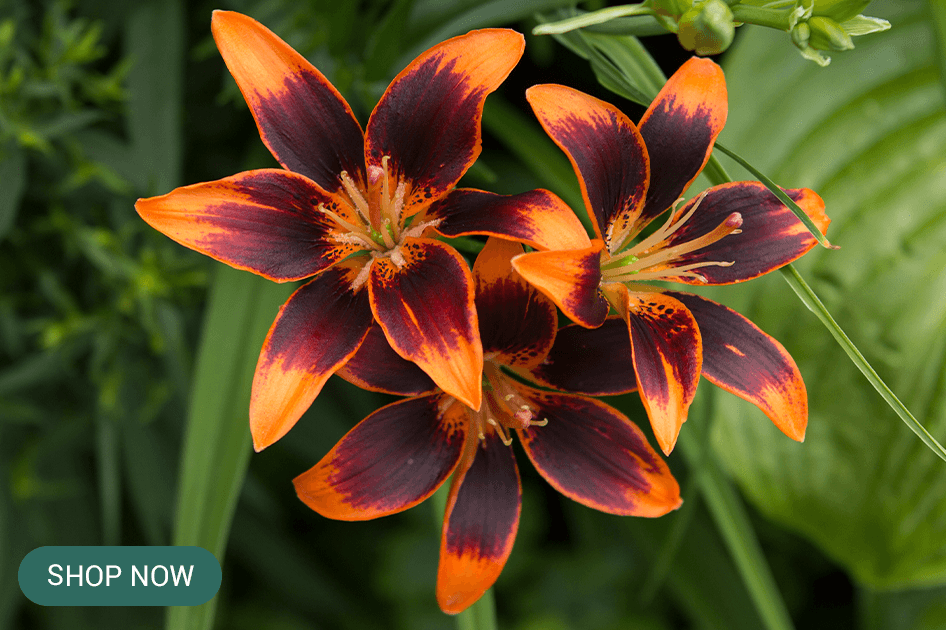 lilium forever susan brent and beckys