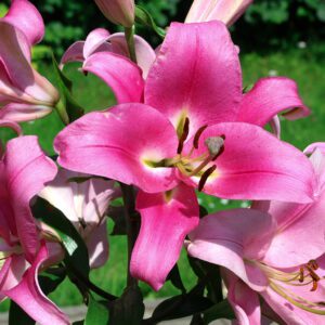 Pink Robina lily flower in garden. Summer background