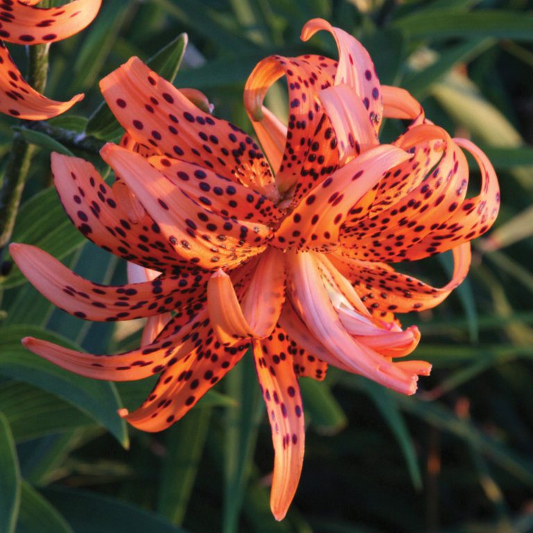 Lilium Rascal Lilium Archives - Brent & Becky's Bulbs