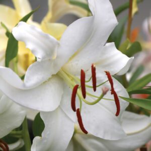 Lilium Oriental