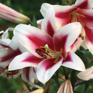 Lilium Oriental/Trumpet