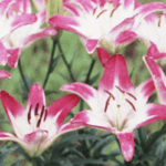 How to Plant Summer Bulbs