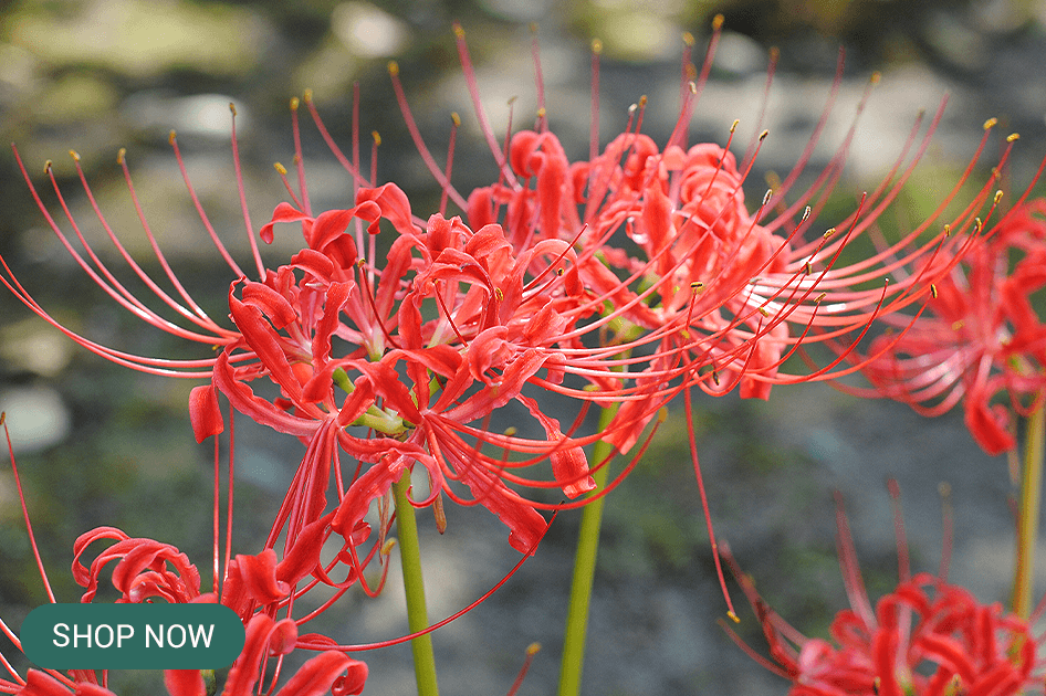 lycoris-radiata brent and beckys