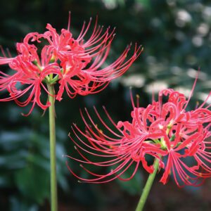Lycoris