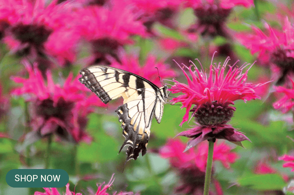 monarda brent and beckys