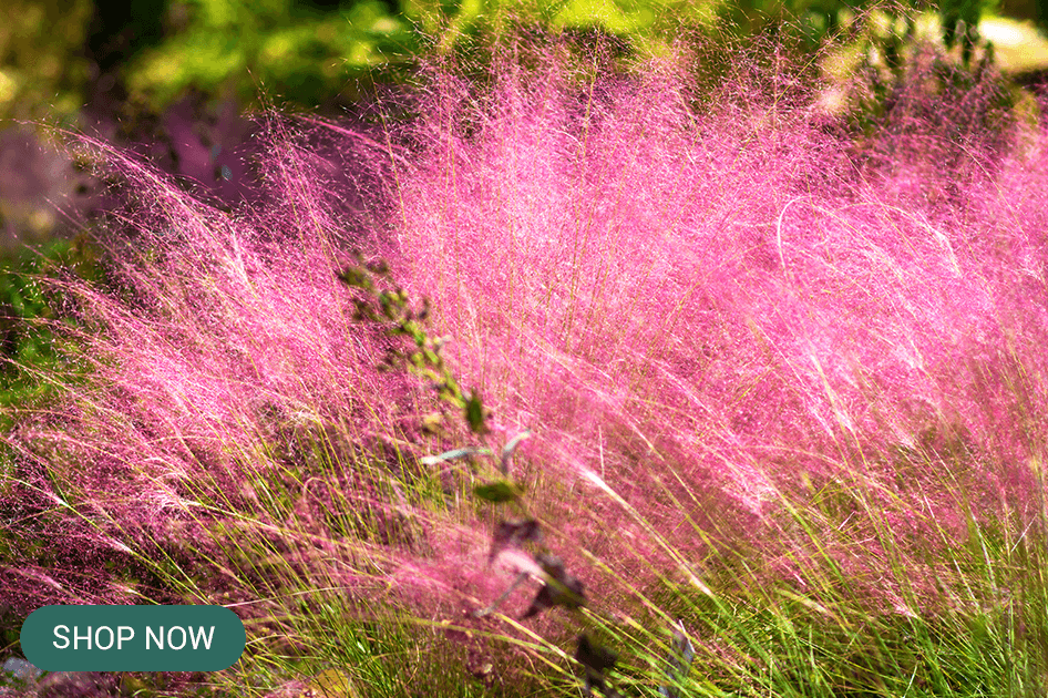 muhly grass pink brent and beckys