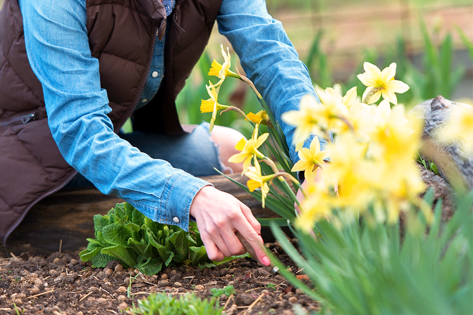 Planting daffodils