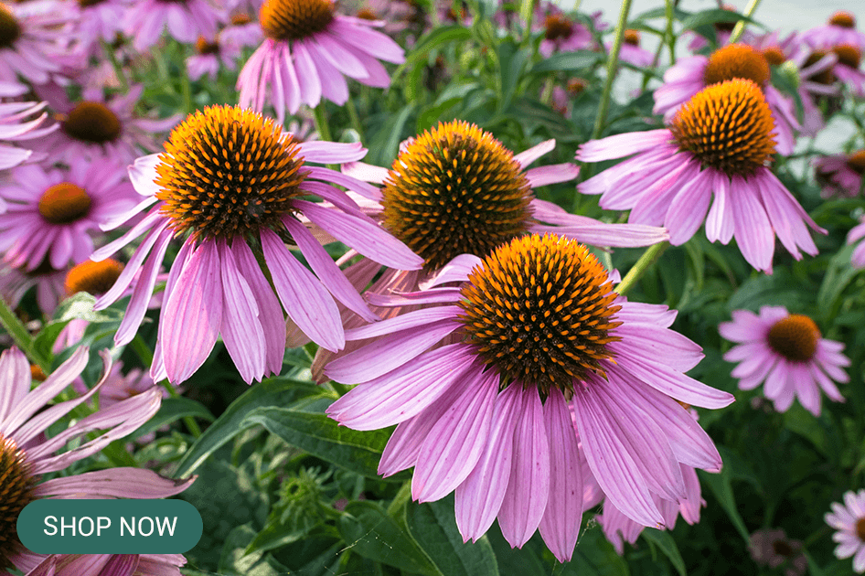 pow wow echinacea brent and beckys