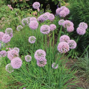 Allium