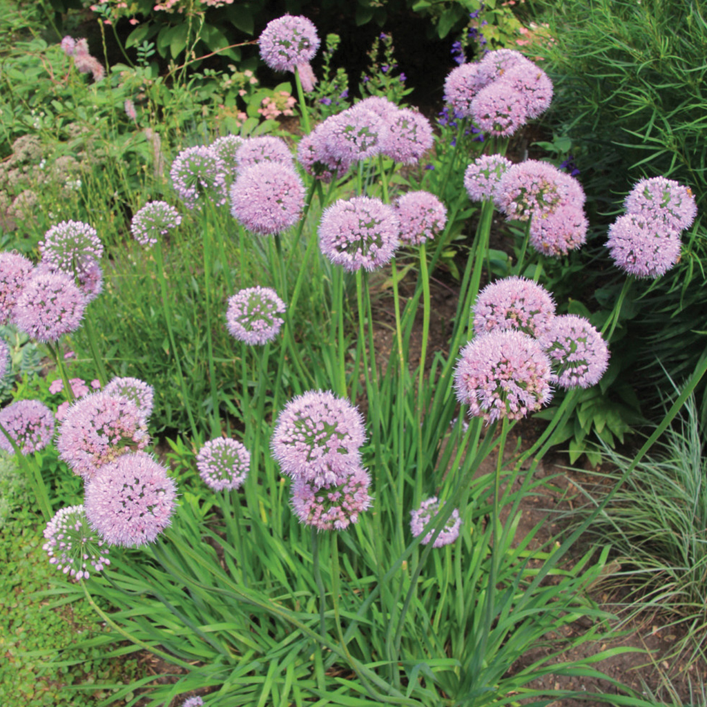 Categories Brent & Becky's Bulbs