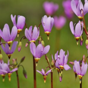 Dodecatheon