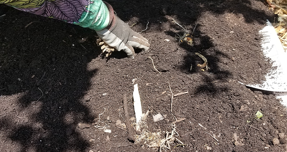 -using newspaper to deter agressive weeds