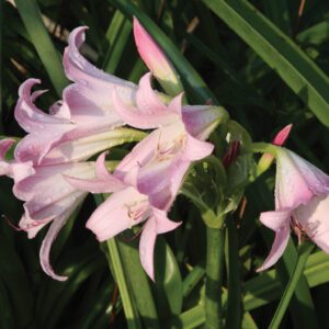 Amarcrinum